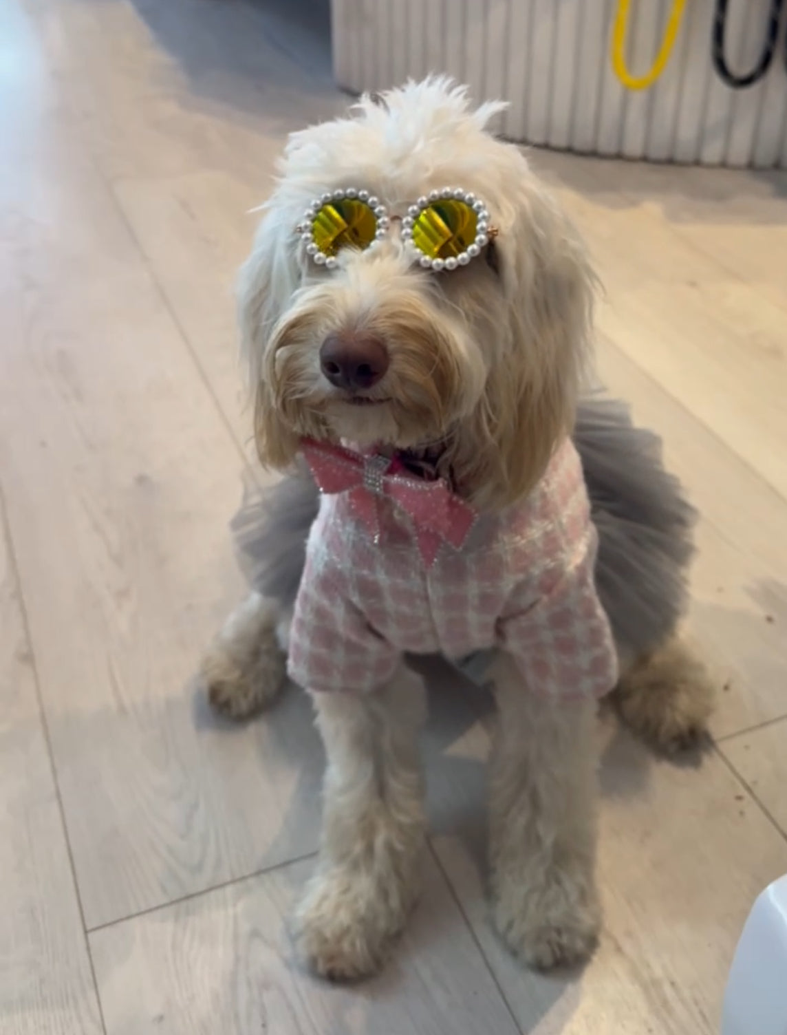 Pet Round Sunglasses