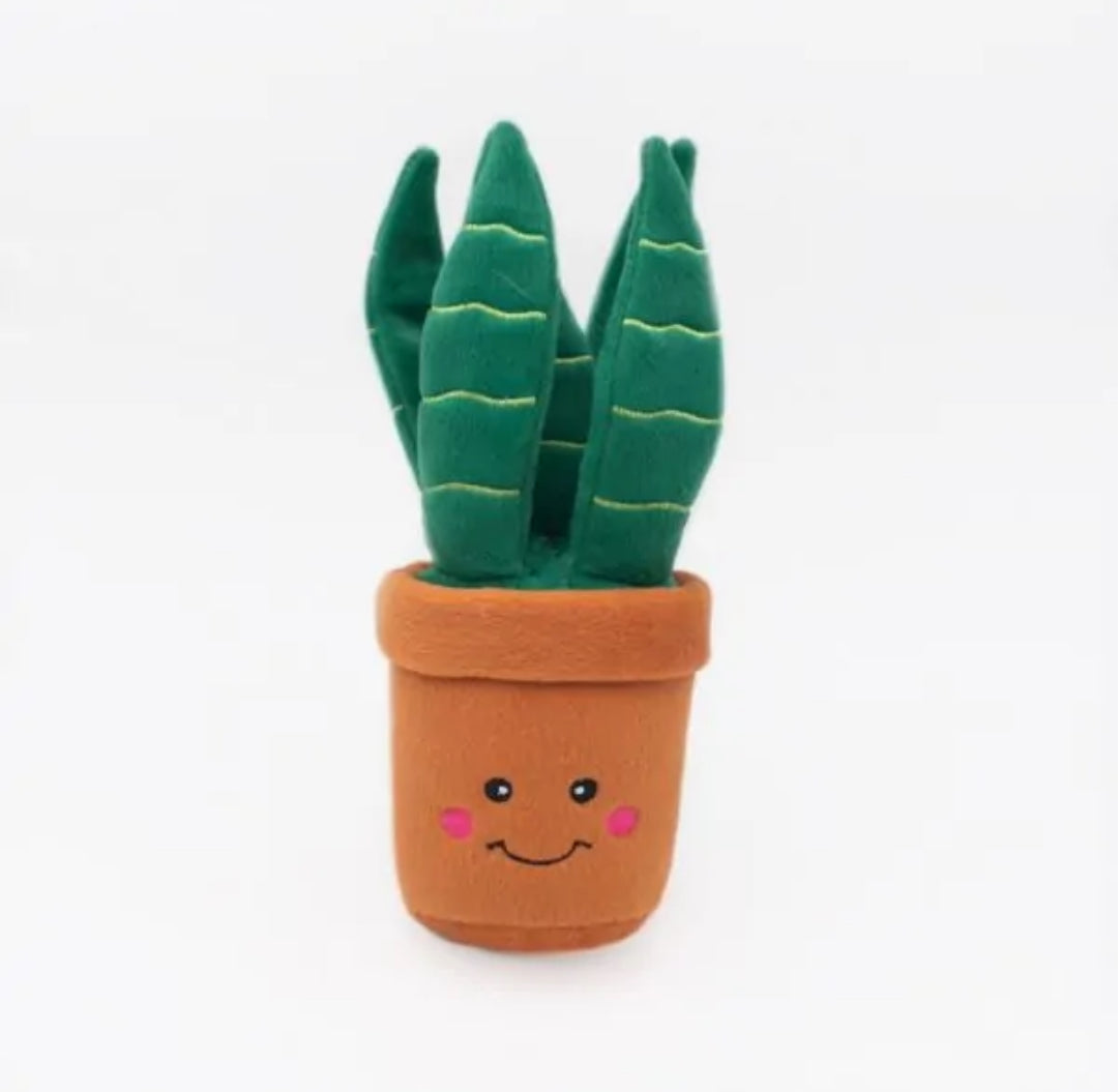 Zippy Paws Snake Plant
