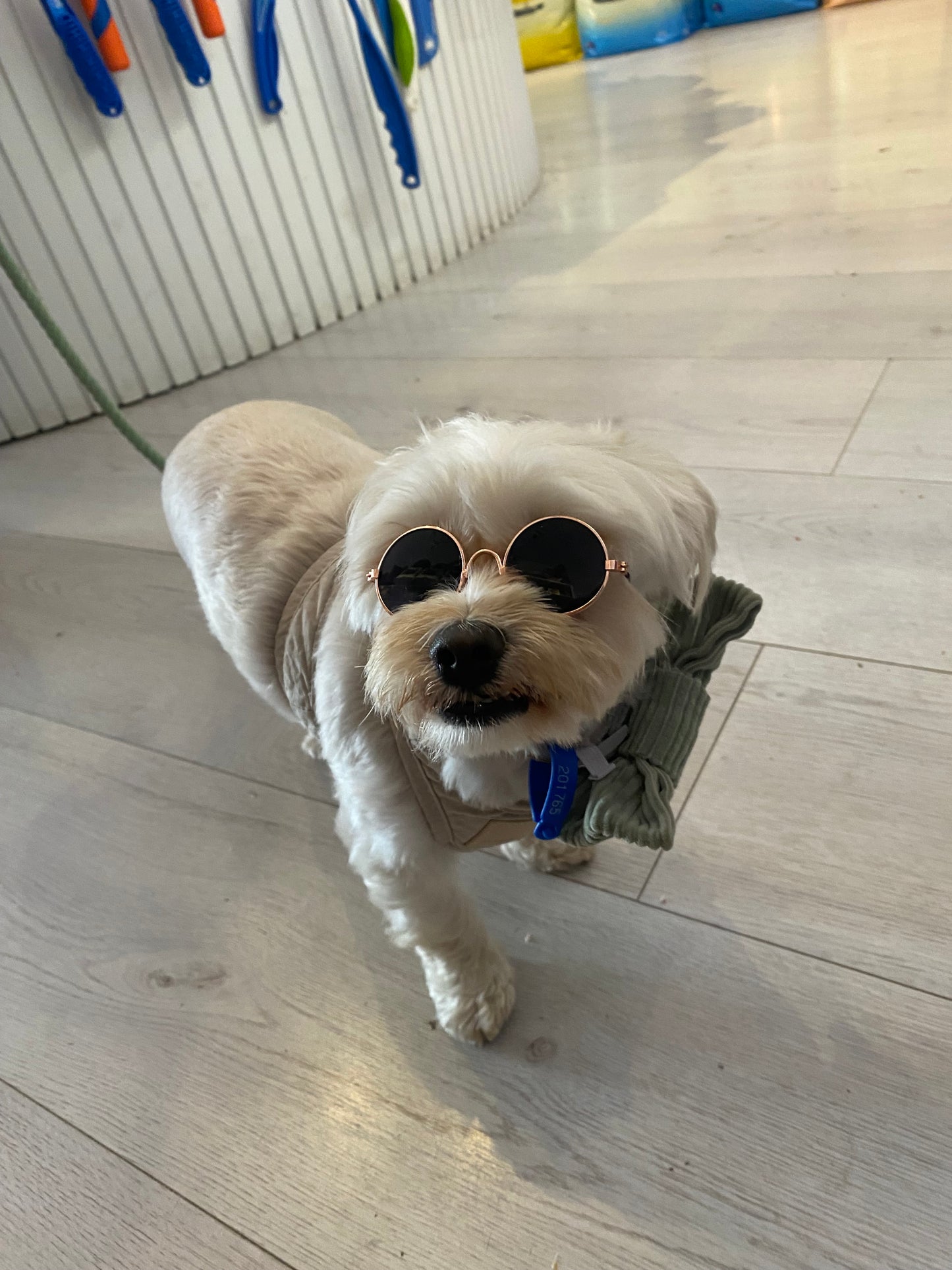 Pet Round Sunglasses