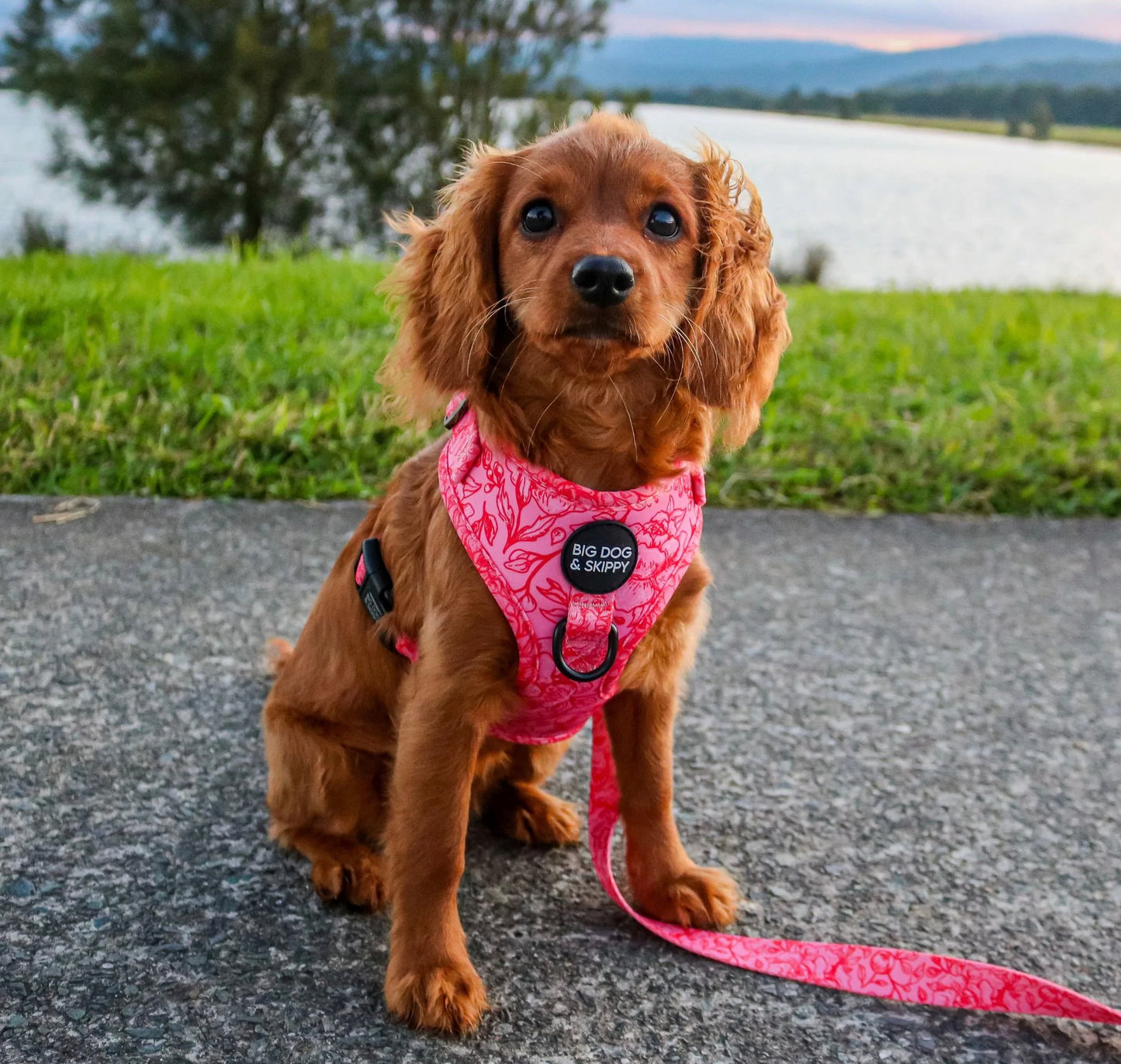 Big Dog & Skippy Neoprene Harness Rose All Day