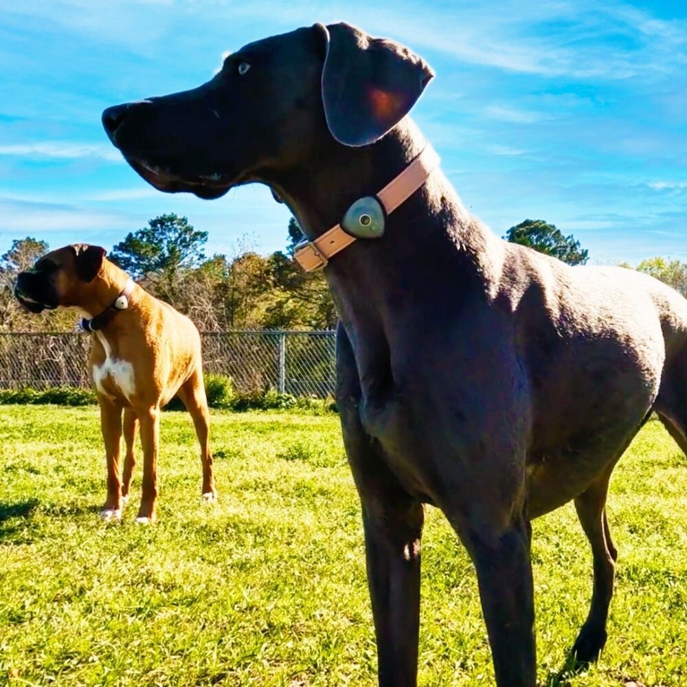 Max & Molly Soundshield Ultasonic Flea + Tick Repellant