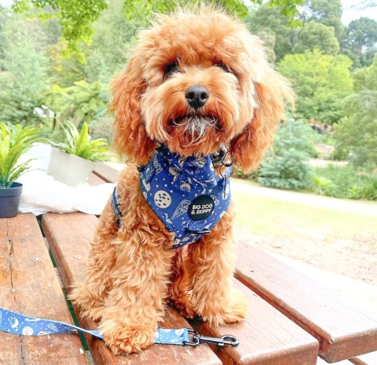 Big Dog & Skippy Neoprene Harness I Need Space
