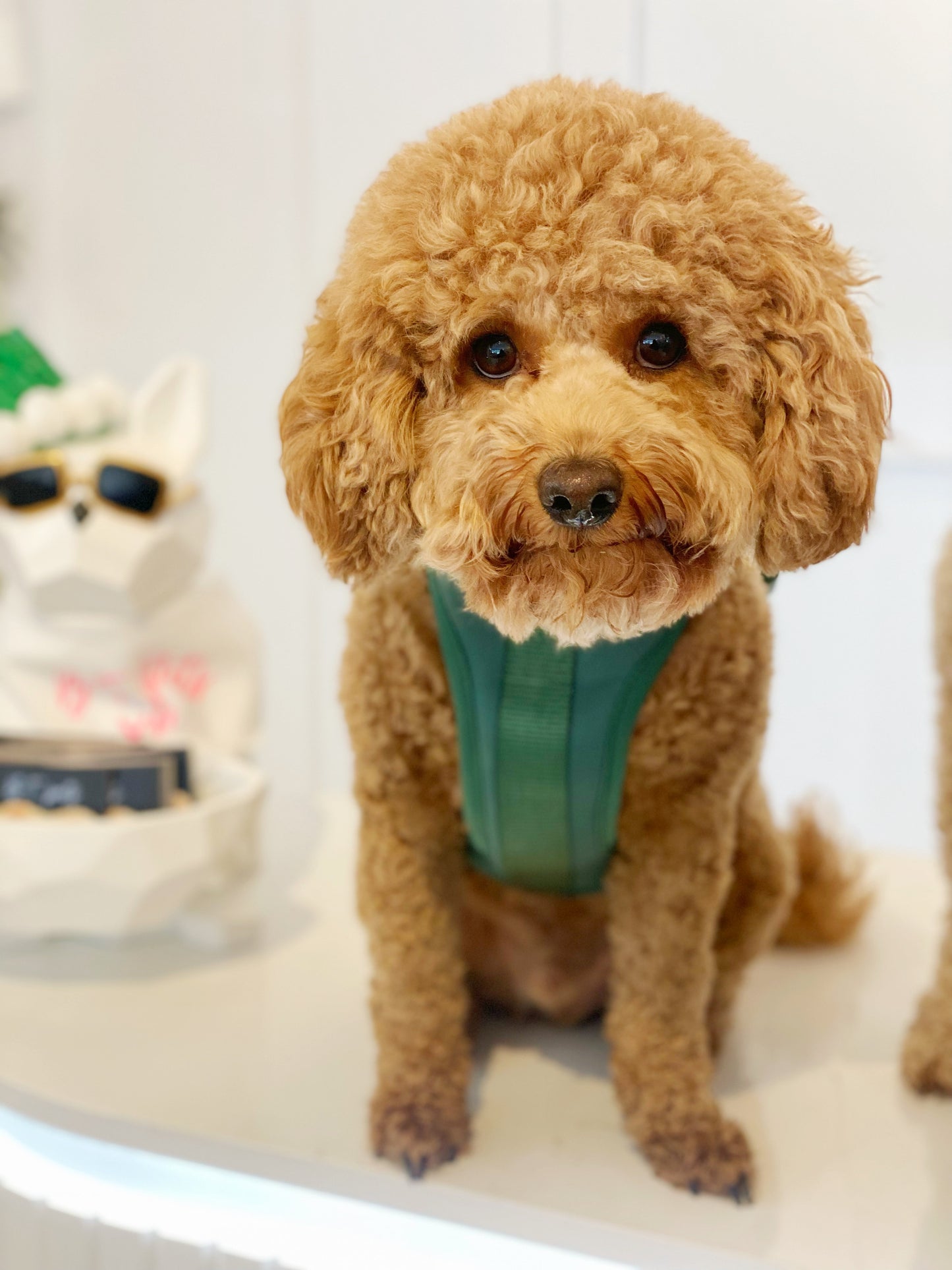 B+T Pets Harness Emerald
