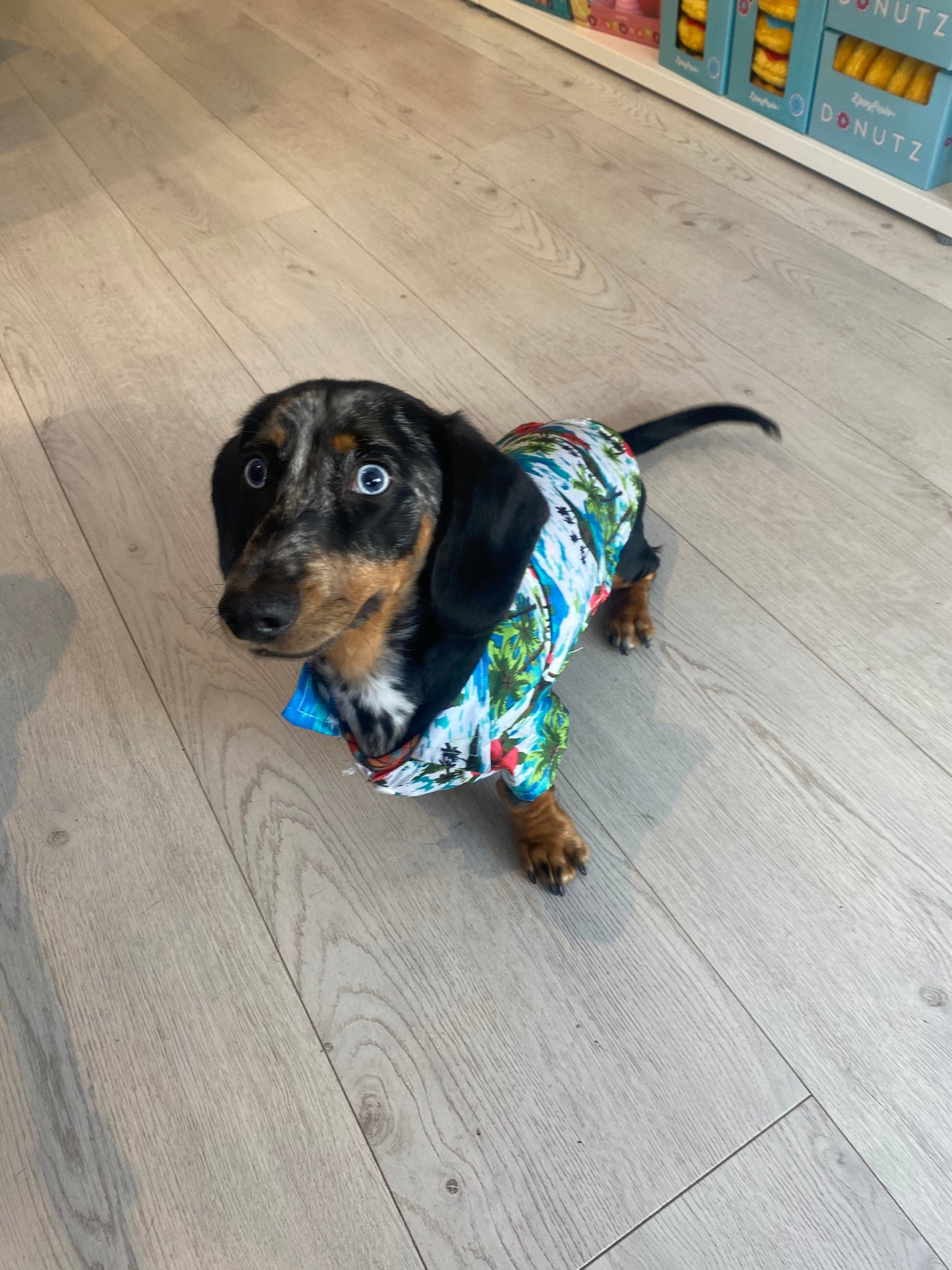 Dog Summer Shirt Turqoise