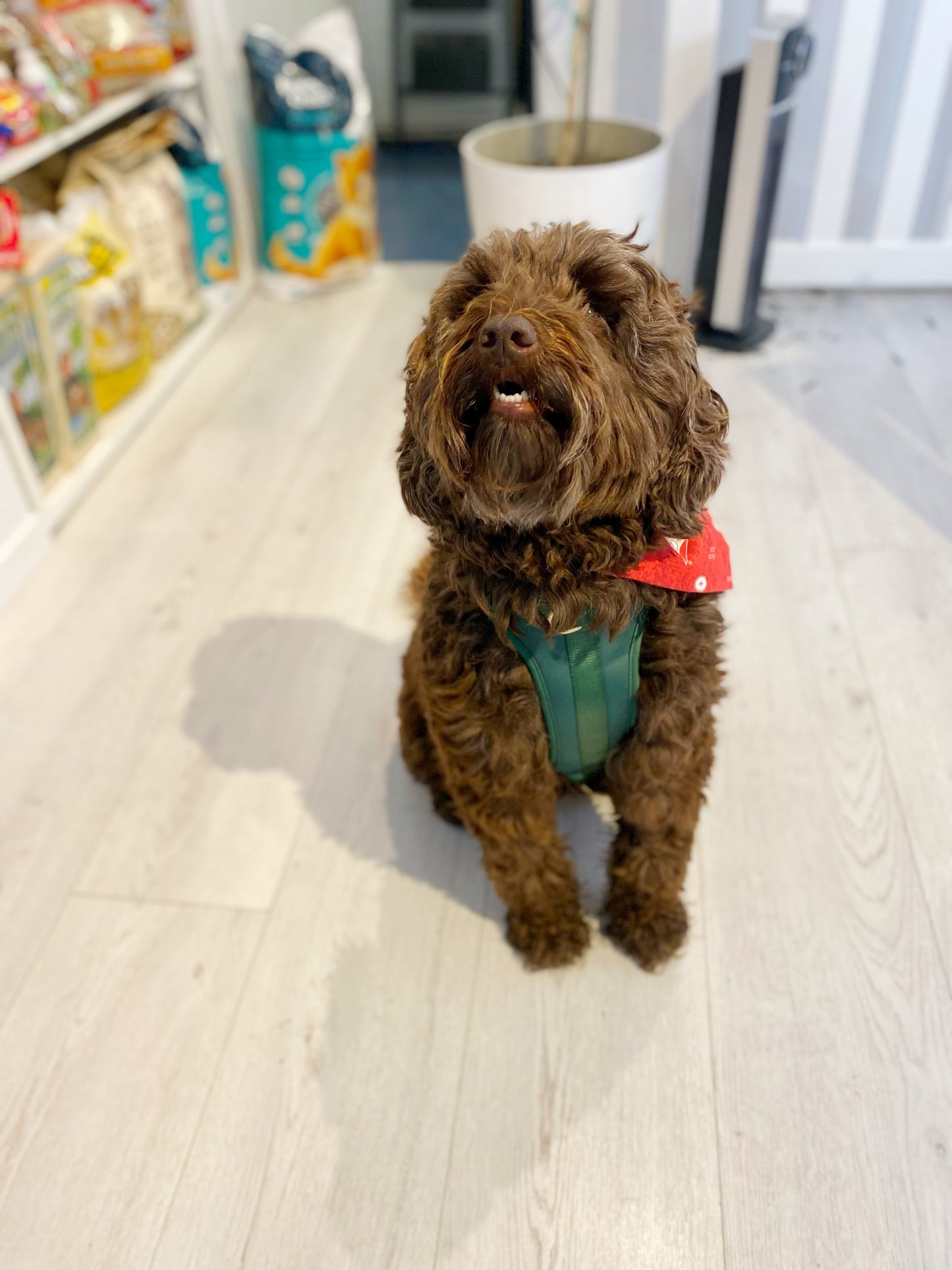 B+T Pets Harness Emerald