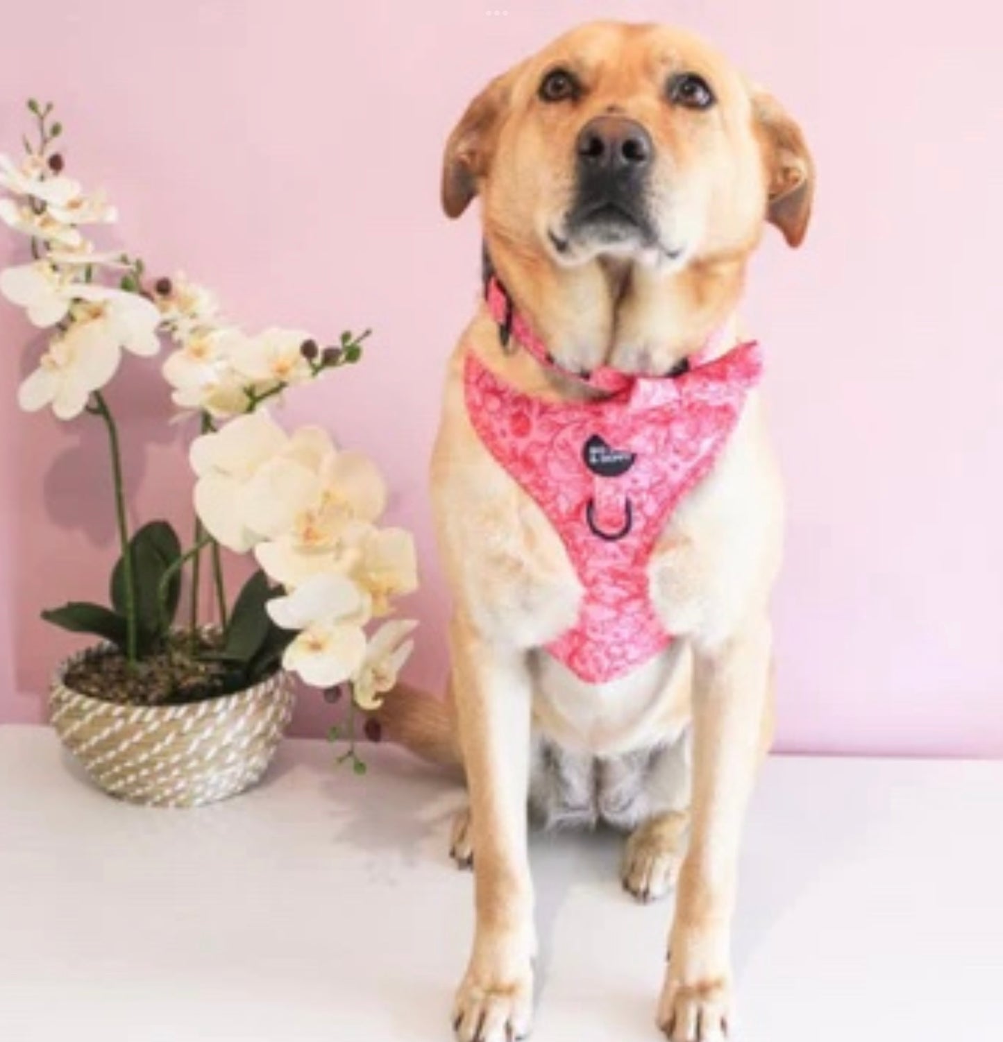Big Dog & Skippy Neoprene Harness Rose All Day