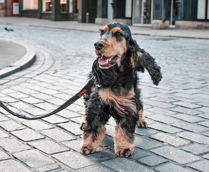 Company Of Animal Halti Training Lead