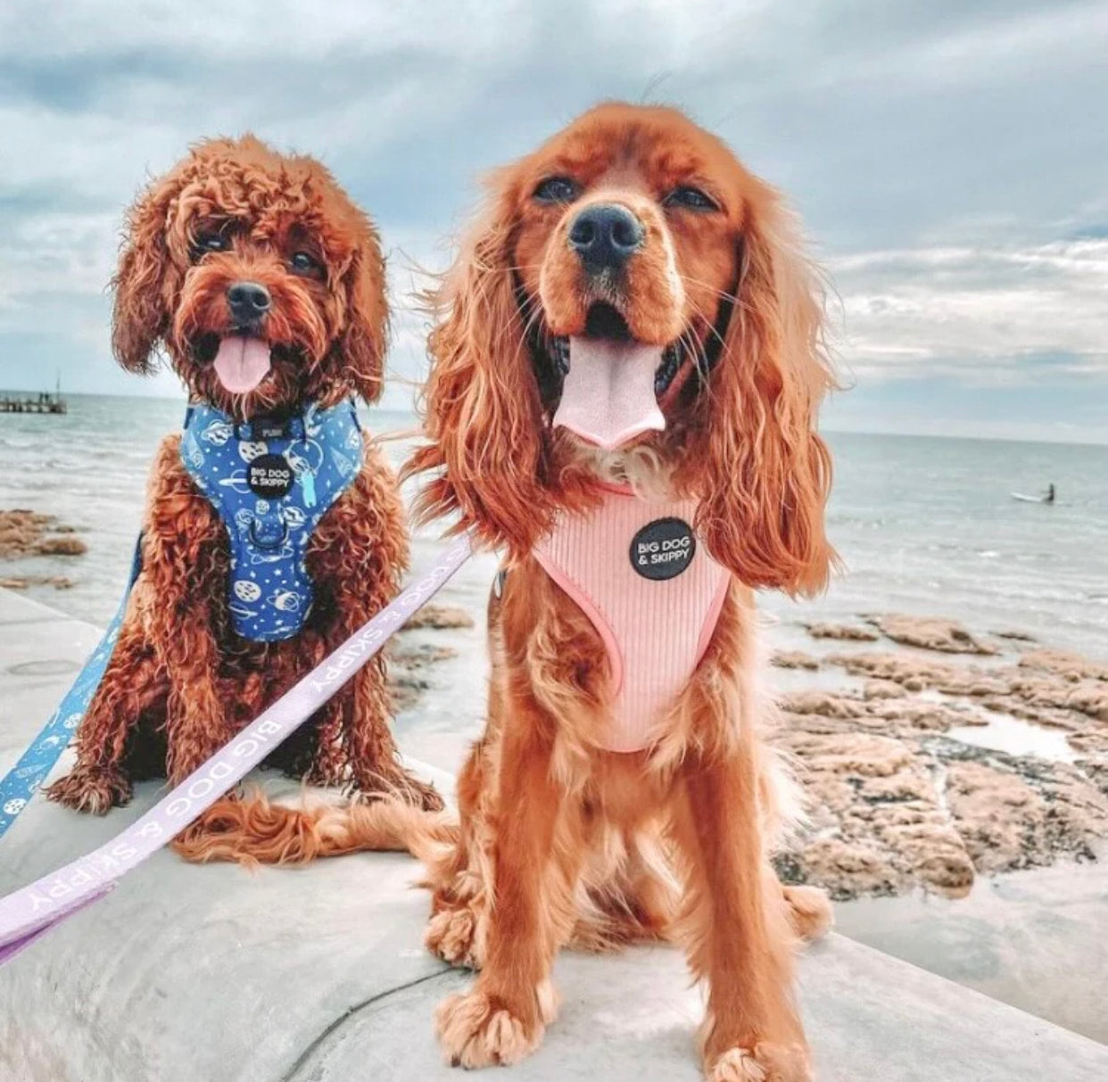 Big Dog & Skippy Neoprene Harness I Need Space