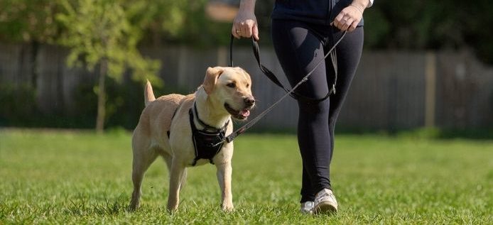 Company Of Animal Halti Training Lead