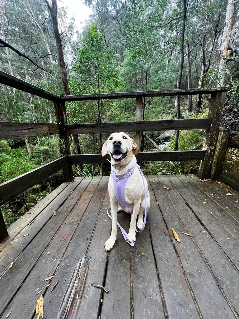 B+T Pets Harness Lilac