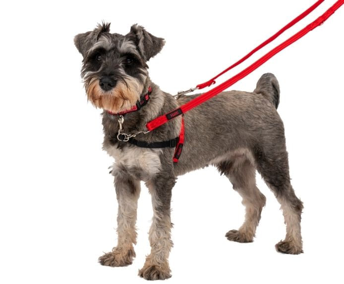 Company Of Animal Halti Training Lead