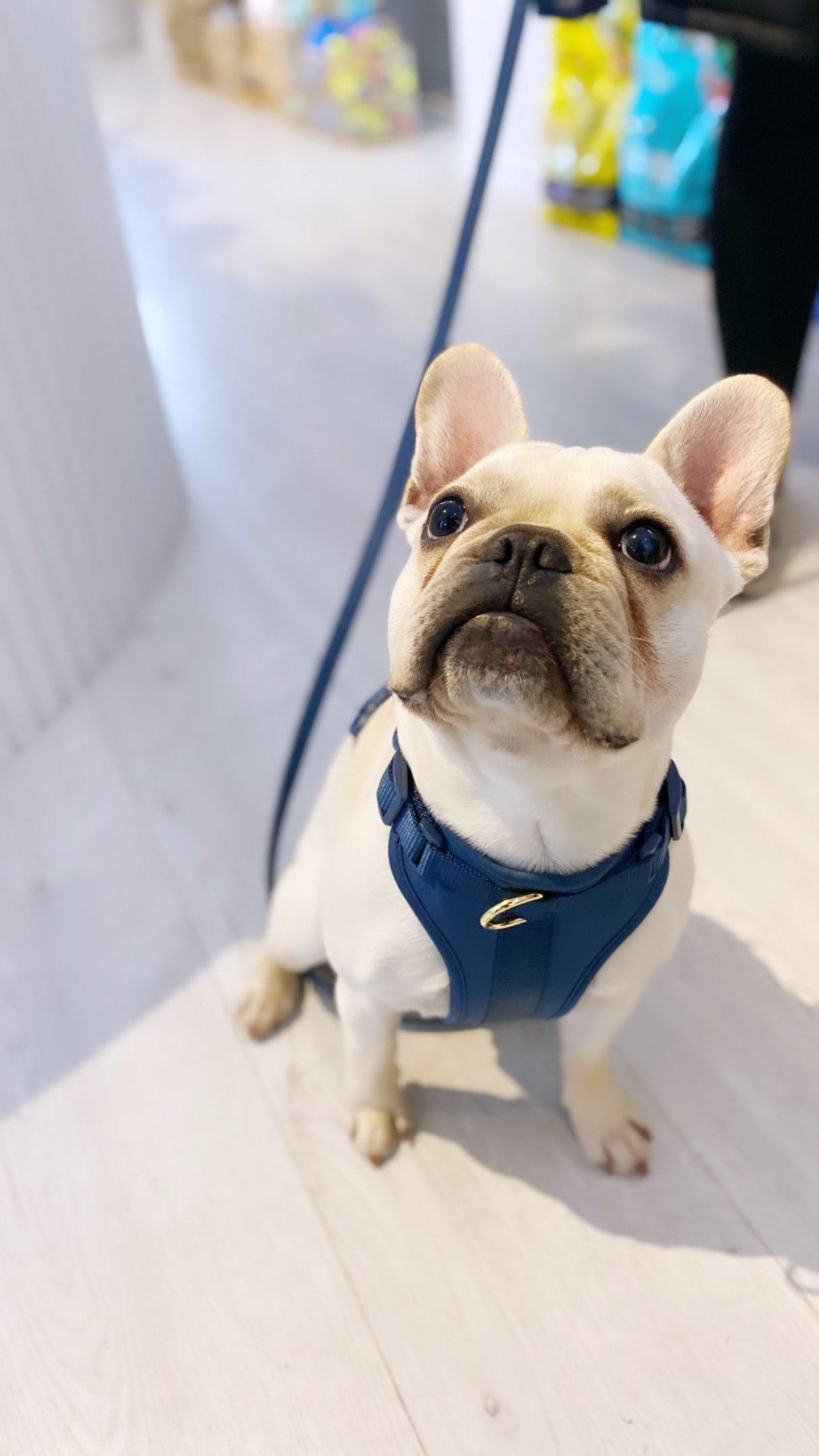 B+T Pets Harness Navy