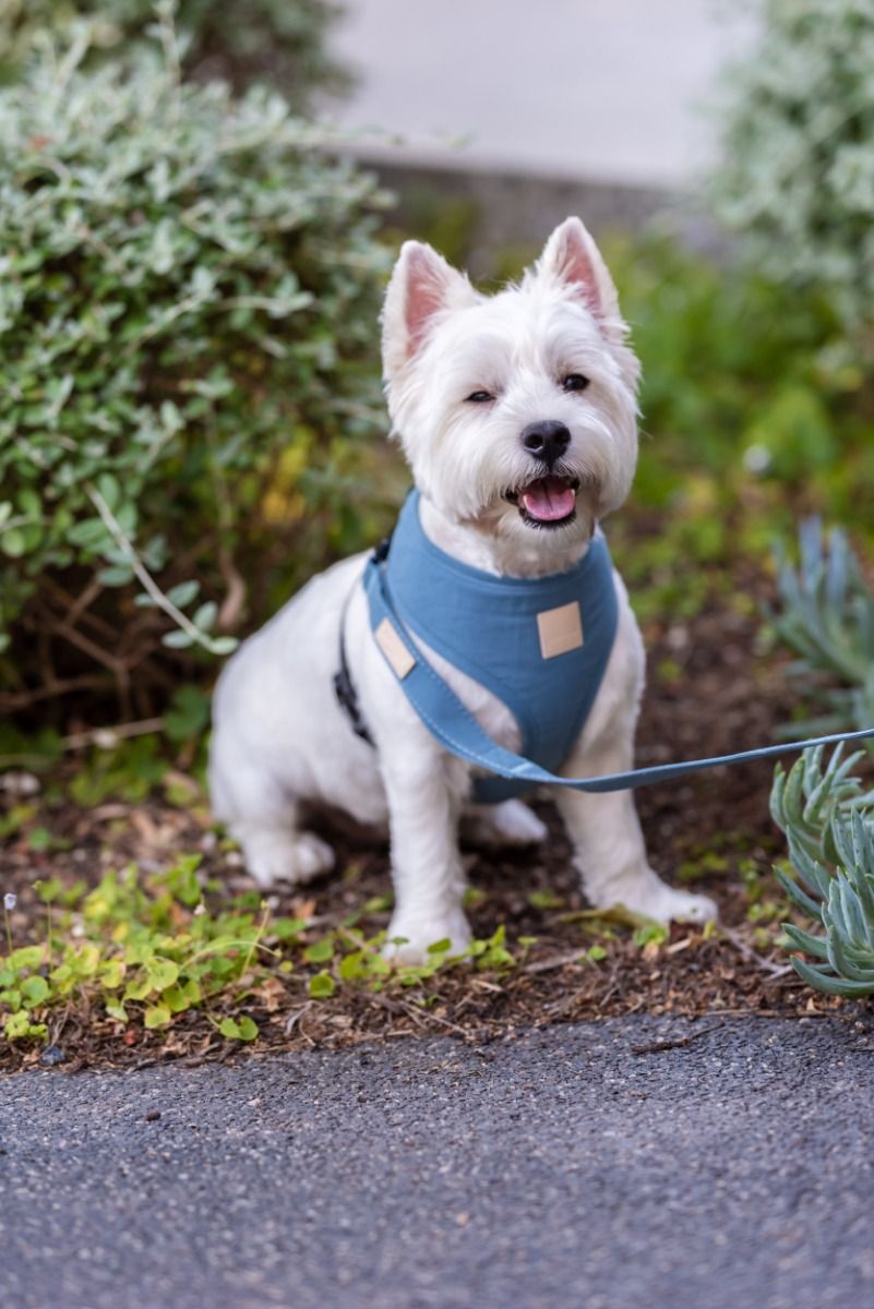 Fuzzyard Life Harness French Blue