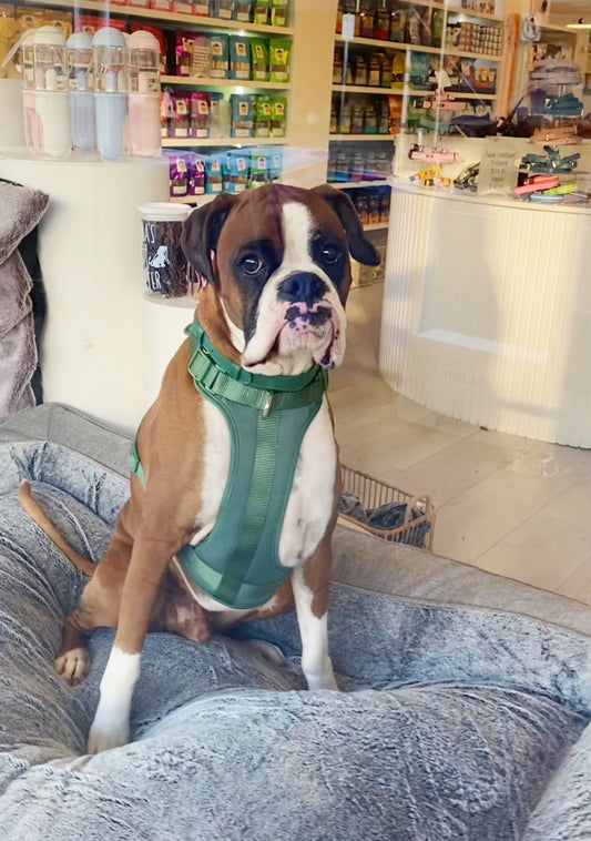 B+T Pets Harness Emerald