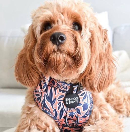 Big Dog & Skippy Neoprene Harness Autumn Blooms