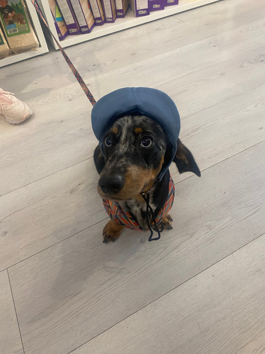 Dog Cap Blue