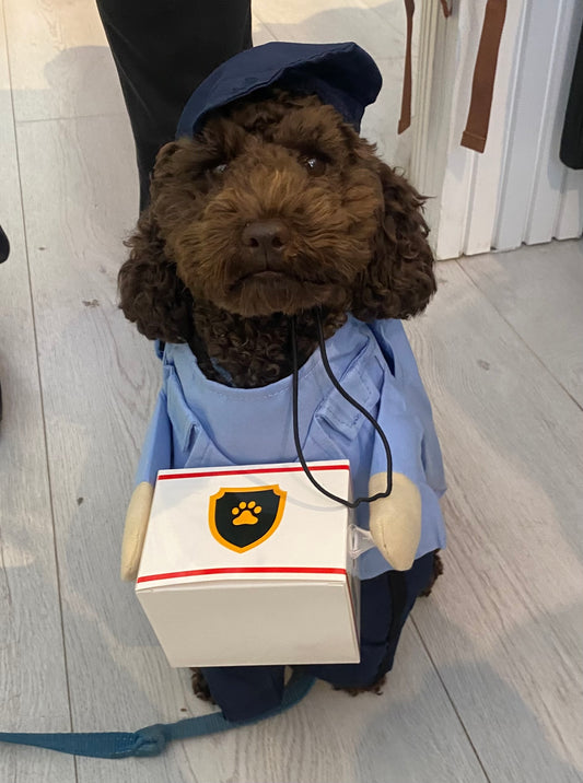 Halloween Costume - Delivery Driver Blue