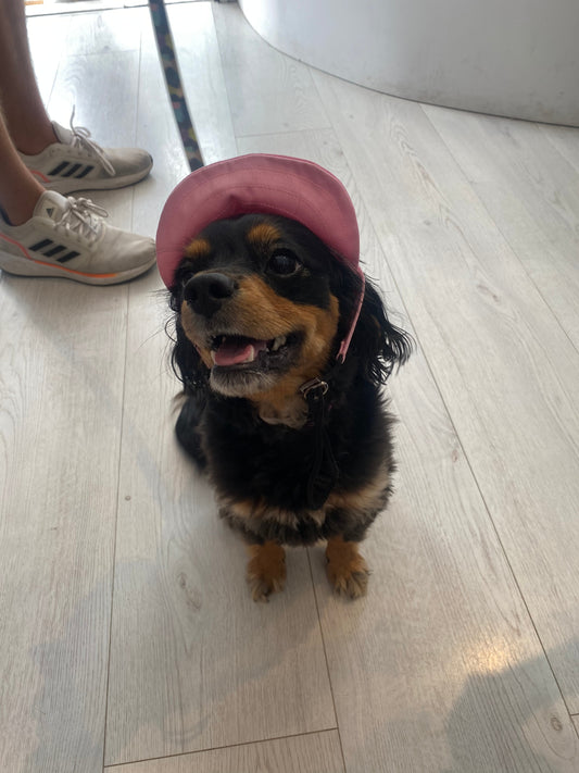 Dog Cap Pink